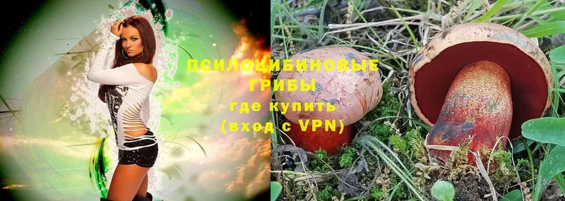 что такое   Махачкала  Галлюциногенные грибы Psilocybe 